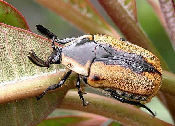 COLEOPTERA TAKIMI