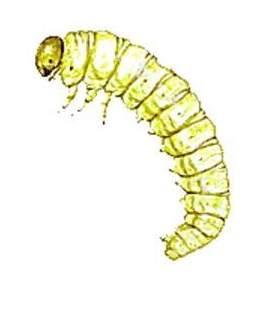 dıştan beslenen larvalarda 3
