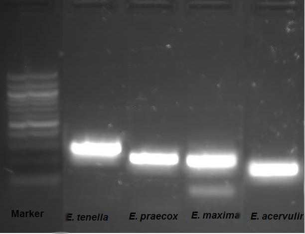 103 ġekil 3.1. Klasik PCR la elde edilen E. tenella, E. praecox, E. maxima ve E. acervulina. 3.4.2. Nested PCR Klasik PCR ile belirlenmeyen E. mitis, E. brunetti ve E.