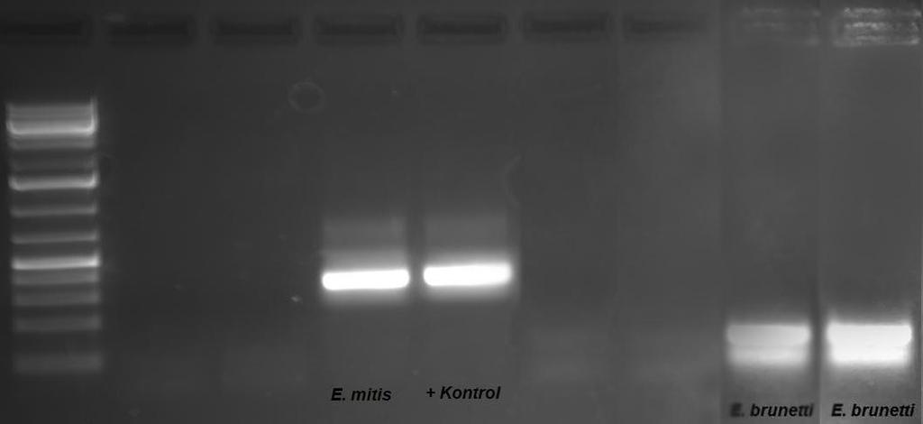 brunetti türlerine özgü spesifik bantlar elde edildi (ġekil 3.2). Görüntülenen bu bantlar, pozitif DNA kontrollerinde oluģan spesifik bantlarla uyumlu bulundu.