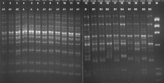 Resim 2: C.albicans suşlarının Cnd3 primeri ile elde edilen RAPD paternleri Tablo 15: C.