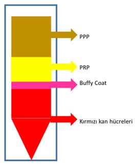 Şekil 1. 6: PPP (Plateletten fakir plazma), PRP (Plateletten zengin plazma) ve Buffy coat ın tüpteki yerleşimi gösterilmiştir.