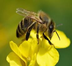 Bal arıları bundan daha dinamik bir vücuda sahiptir ve daha hızlı (yaklaşık 15 mil / saat) hareket eder. Arılar beş göze sahipler.