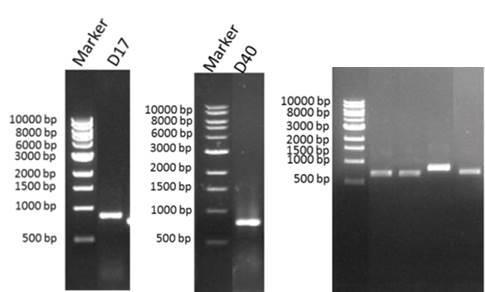 QV20 değerleri göz önünde bulundurularak Bioedit programı ile kontig işlemi yapılmış ve BlastN analizi sonucu Mega6 programı ile türlere ait filogenetik ağaçlar oluşturularak örneklerin moleküler