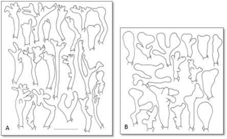 emerginate), elips şeklinde renksiz, inamiloid sporlara sahiptir. Çoğunlukla kümelenmiş olarak yaşayan, saprofitik özellikte olan bu grup, sekiz takson (G. alpinus (Vilgalys & O.K. Mill.