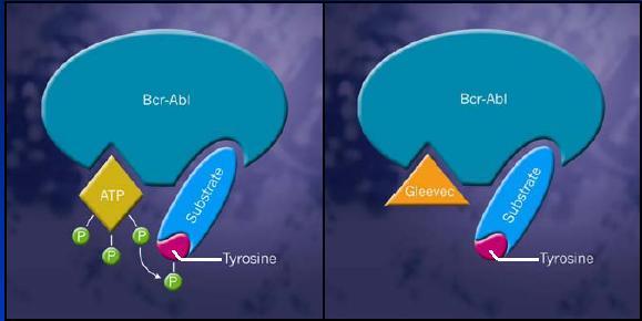 İmatinib Mekanizması BCR-ABL veya KIT veya PDGFRa BCR-ABL or KIT or PDGFRa