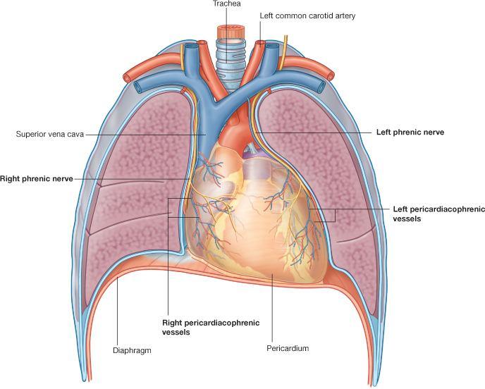 kaslardan oluşmuştur. Trakea, bronchus principalis ile akciğerlere girerler. Ana bronşlar akciğer içinde bronchii lobares lere ayrılırlar (Şekil 1.5).