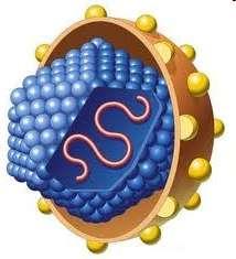 Flaviviridae fəsiləsi Hepacivirus cinsi 50nm ölçüsündə,