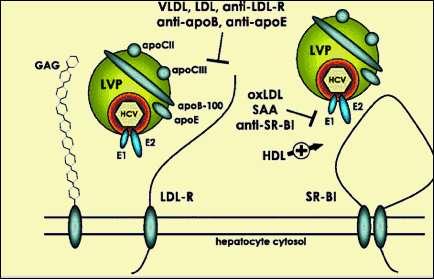 HCV lipoproteinlərdən istifadə edir Hüceyrəyə daxil olarkən