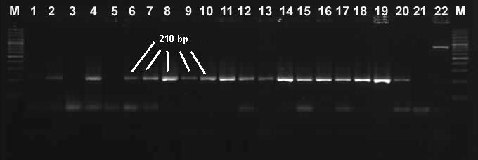 33 Şekil 3.2. teta pozitif örnekler M:100 bp DNA ağırlık markerı,1.negatif kontrol (DNA içermeyen PCR karışımı), 2. Pozitif Kontrol (TetA geni içeren E. coli suşu) 3-22: örnekler.