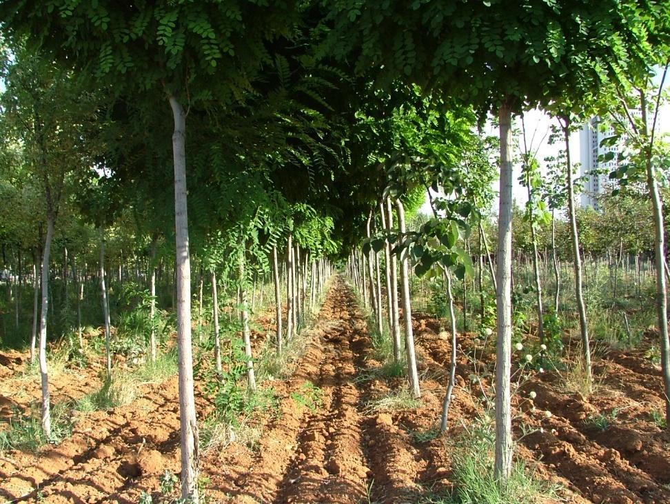 Tohumdan üretilen Daha sonra 30cm aralıklarla bir kez repike edilen akasya fidanları yerinde top akasya çeşitine aşılanarak daha