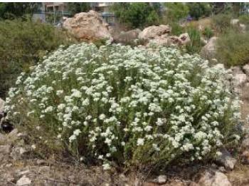 Şekil 1.1 Origanum onites (Bilyalı kekik) Ülkemizde Ege ve Akdeniz bölgelerinde taşlık ve yamaçlık yerlerde doğal olarak yetişen, 40-50 cm boyunda çok yıllık bir bitkidir.