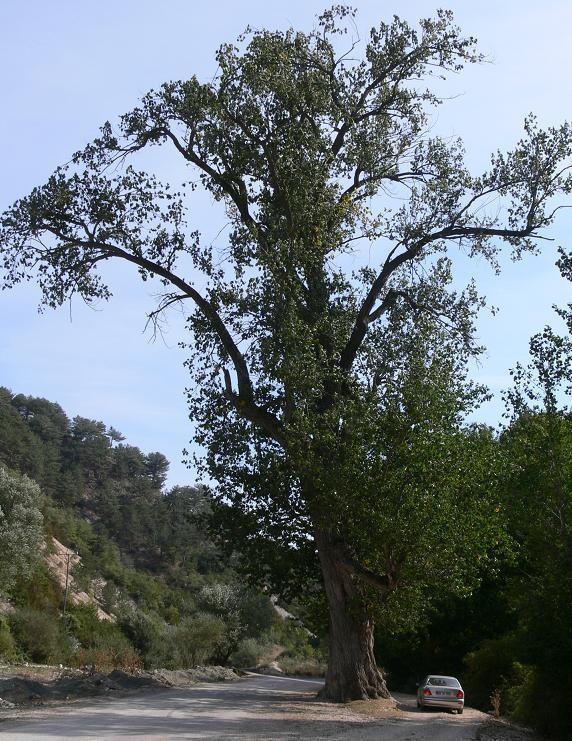 Yer : Sülüklü Göl yolu, Bolu Göynük.