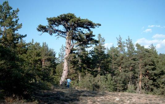 Kızılcahamam