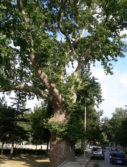 Yer: Çatalca, yolun kaldırımı bu anıt ağacın gövdesinin yarısına kadar dayanmış.