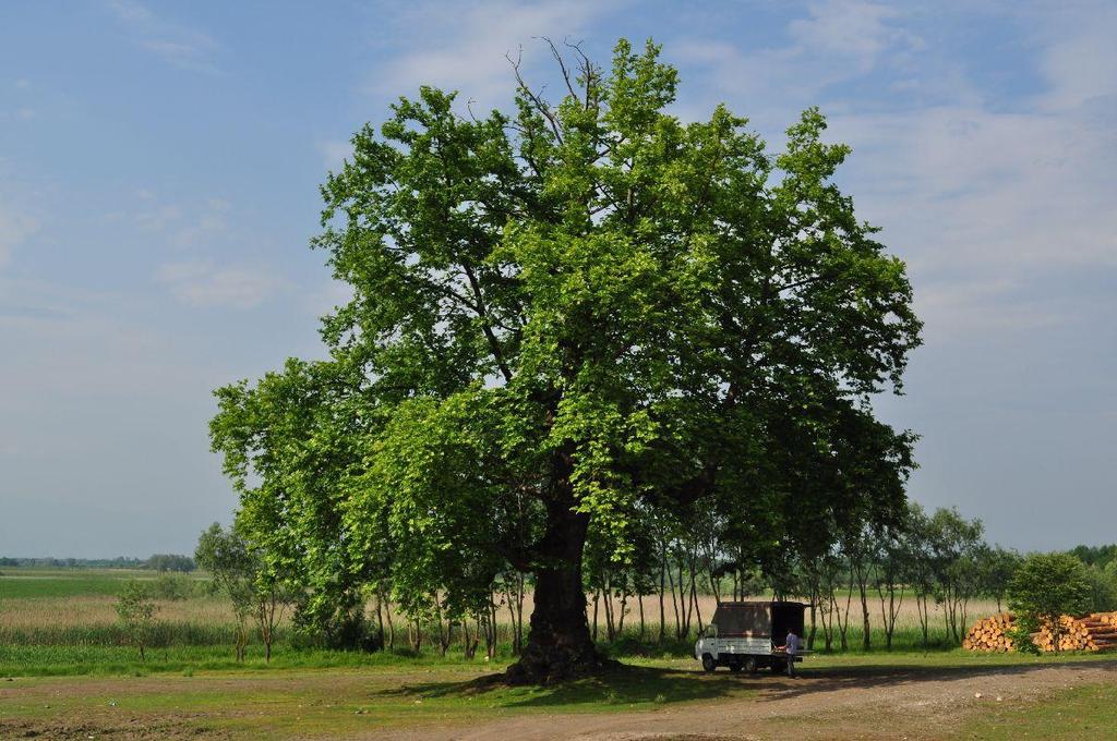 Yer: Düzce Gölyaka