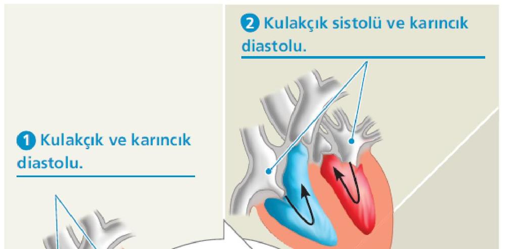 önce atriuma, daha sonra AV kapakçıklarından geçerek ventriküle dolar.