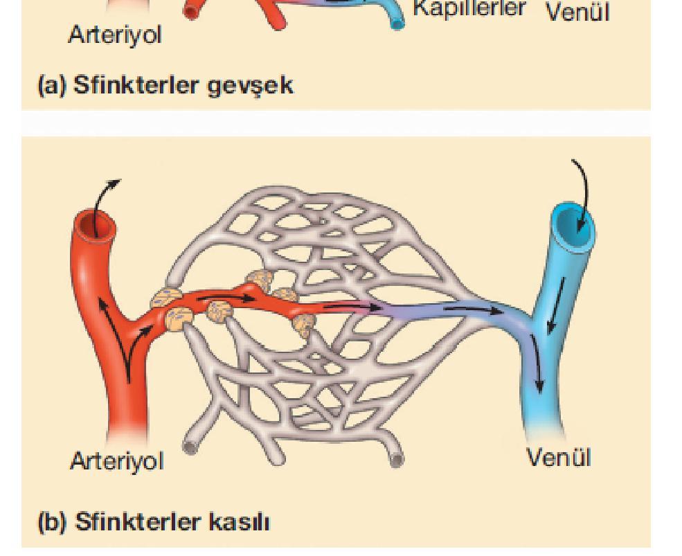 Metabolik faaliyetin fazla