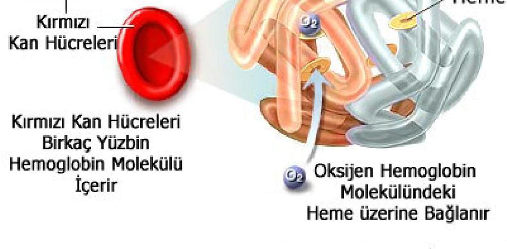 hemoglobine bağlanır Sistemik kapillerde
