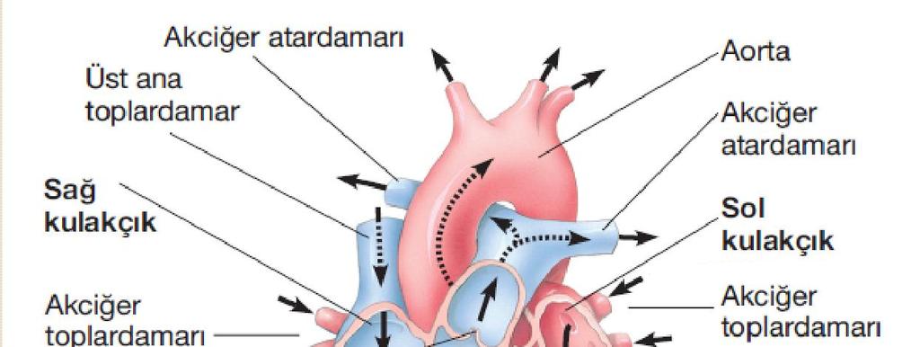 Kardiyovasküler sistem Kalp 4 odacıklı 2 atrium (kulakçık) 2