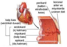 Çizgili kas görünümünde Kalbi