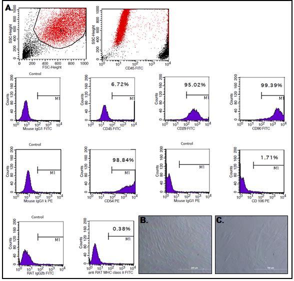 (integrin-β1) MSC yüzeyinde varlığı kanıtlanmış hücre-matris reseptörlerindendir. CD90 (Thy-1) immünoglobin ailesine aittir ve MSC'ler için en iyi bilinen yüzey antijenlerindendir.