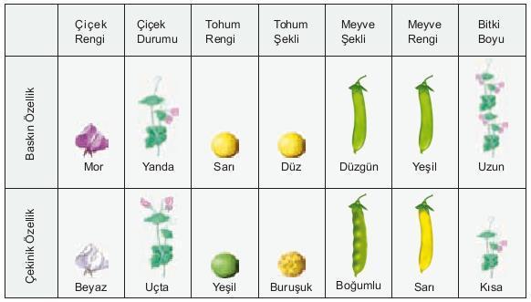 MENDEL İN KALITIM ÇALIŞMALARI Halil KOZANHAN 1 2 MENDEL ÇALIŞMALARINDA BEZELYELERİ KULLANMIŞTIR. PEKİ NEDEN BEZELYE?