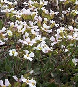 Resim 2. 3: Arabis albida Gümüşi gri yapraklı, yaprak kenarları ve uç kısımlara doğru büyük dişli veya parçalıdır. Çiçekleri beyaz, küçük ve sürgün ucunda salkım formundadır. Mart nisan arasında açar.