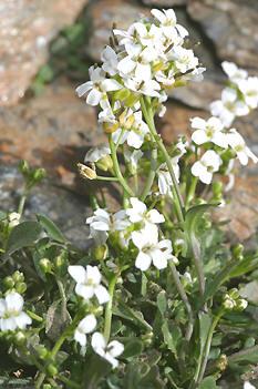 Resim 2.4: Arabis alpina Bol güneşli yerlerde, kuru ve hafif kumlu bahçe toprağında iyi yetişir.