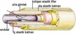 TOPLARDAMAR Vücuttan toplanan kanı kalbin kulakçığına getiren damarlardır.