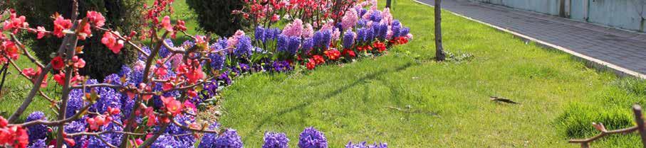 / Çiçek parterlerine yılda 2 defa olmak üzere yazlık ve kışlık mevsimlik çiçek dikim çalışmaları ilçemizin çeşitli noktalarında ve parklarda; 13.136 ağaç, 18.737 çalı ve 935.