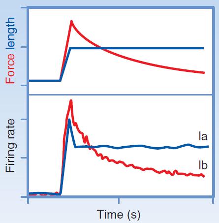 Kas uzatılarak Ia ve Ib afferentlerinin ateşleme hızları kaydedildiğinde fonksiyonları anlaşılabilir.