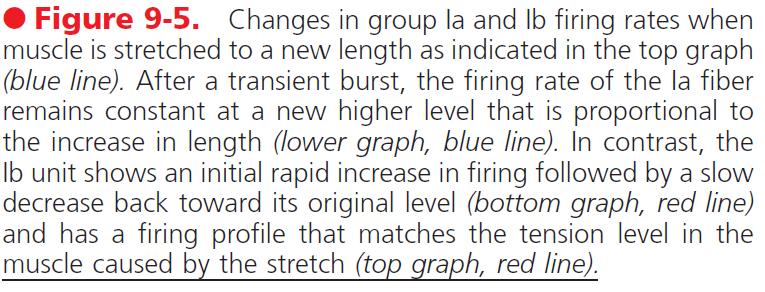 Ib liflerinde ateşleme hızı ilk başta kas uzatıldığında aniden artar (yayın gerilmesine eşdeğer, güç