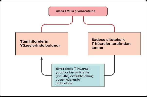 Antijenle Karşılaşma ve T