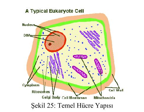 Hücrelerde Elektriksel Aktivasyon Hücre canlıların bağımsız olarak yaşamını sürdürebilen en küçük parçasıdır.