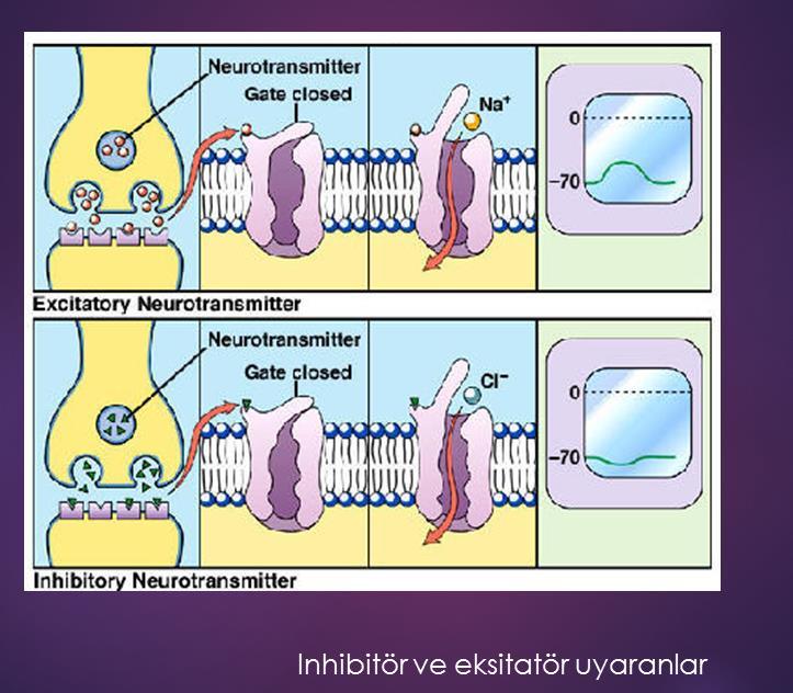 Nörotransmitter madde salınımı, sinir hücrelerinin haberleşmesi Synapse -