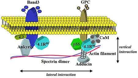Giriş Eritrosit membran proteini olan spektrin ile ankrin, protein 4.2 ve band 3 vertikal yönde ilişkisi mevcuttur.