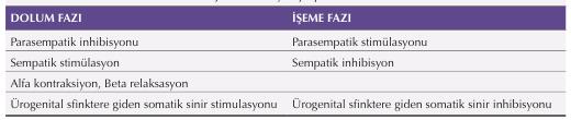 Somatik motor innervasyon S2-S3 ön boynuzunda yer alan Onuf nukleusundan köken alır Pudendal sinir