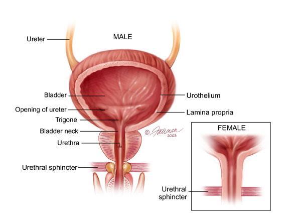 b.eksternal üretral sfinkter: Membranöz uretrada bulunur ve somatik pudendal sinirin kontrolü altındadır Çizgili kastan oluşan gerçek bir sfinkterdir.