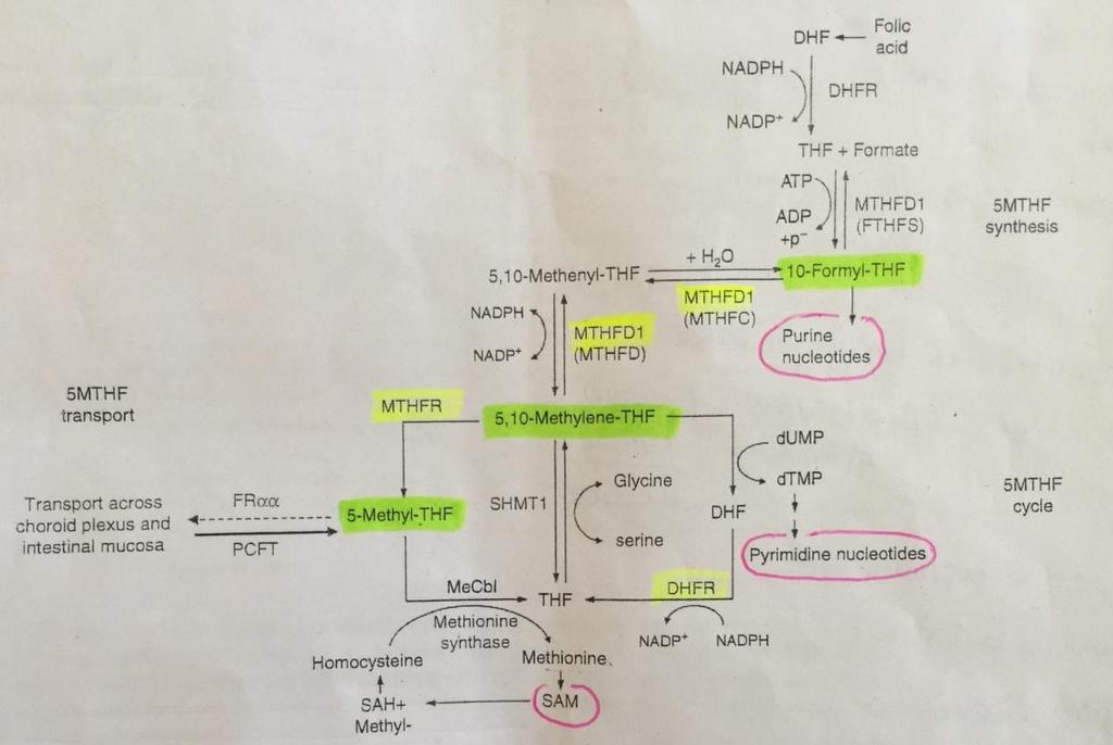 Folat metabolizma bozuklukları DHFR (dihidro folat redüktaz) eksikliği MTHFR (metilen