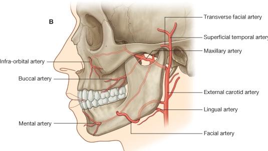 5 Facies anterior denilen ön yüzü, deri ile örtülüdür ve ikisi arasında sadece mimik kasları bulunur. Ön-iç tarafındaki derin çentiğe inc. nasalis denilir.