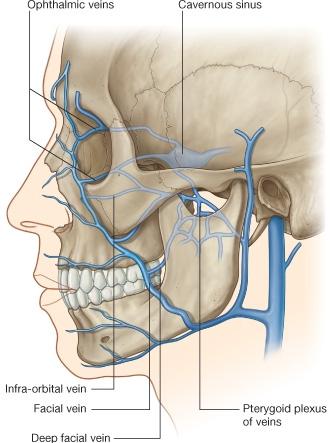 7 Şekil 4. V. infraorbitalis (7). 2.2.3. N. trigeminus En kalın kafa çifti olan n. trigeminus beyni pons un yan taraflarında, pedunculus cerebellaris medius un pons a bağlandığı yerden terk eder (6).