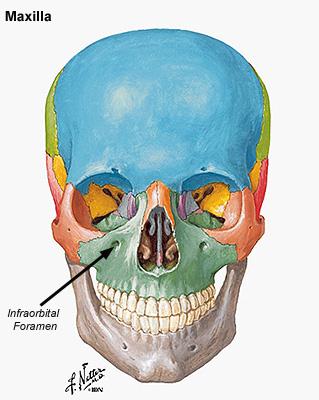 3 intermaxiller segment oluştururlar. İntermaxiller segment; üst dudağın philtrum u, maxilla nın premaxilla parçasını ve onunla ilişkili diş eti, primer damak ı meydana getirir (4).