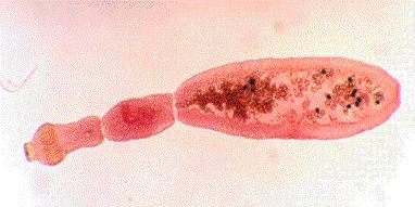 Echinococcus türlerinin taksonomik analizine öncülük etmişlerdir. Çalışmalar sonucunda E. multilocularis, E. vogeli ve E. oligarthrus un birbirlerinden farklı oldukları ve E.