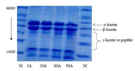 Şekil 4.1. Peynir Örneklerinin 1. ve 90. Olgunlaşma Günlerinde Elde Edilen Elektroforetogram (A; buzağı renneti. B;rekombinant kimozin.