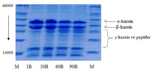 Rekombinant kimozinle kullanılarak üretilen B peynir örneğinin olgunlaşma boyunca kazein miktarlarındaki değişimi gösteren elektroforetogram Şekil 4.3 de verilmiştir.