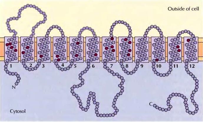 Glukoz taşıyıcısının yapısı Glukoz taşıyıcısı 12 transmembran alfa sarmala sahiptir.