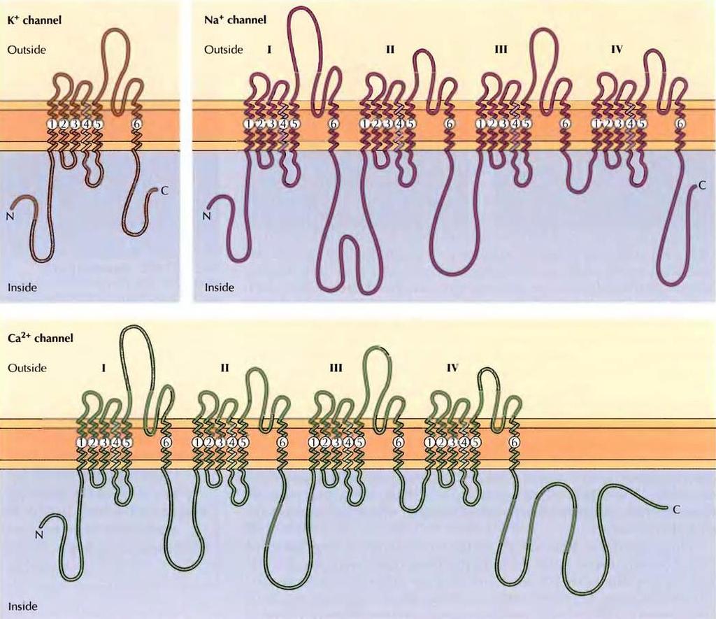 Voltaj-kapılı Na +, K +, ve Ca 2+ kanallarının hepsi, büyük bir ilişkili proteinler ailesinin üyesidir. C.elegans ın genom dizilimi, olasılıkla hücre sinyal iletiminde farklı roller oynaması gereken iyon kanallarını kodlayan 200 civarında geni ortaya çıkardı.