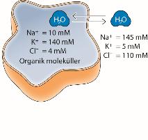 Tipik memeli hücresinde plazma zarının iki yanındaki iyin gradiyenti : Na+ ve Cl- konsantrasyonları hücre dışında içindekinden fazla iken, K+ içerde dışarıdakinden