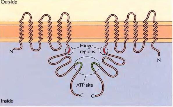 ABC taşıyışının yapısı ABC taşıyıcısı temel yapısal birimi, altı transmembran bölümü izleyen bir ATP-bağlayan